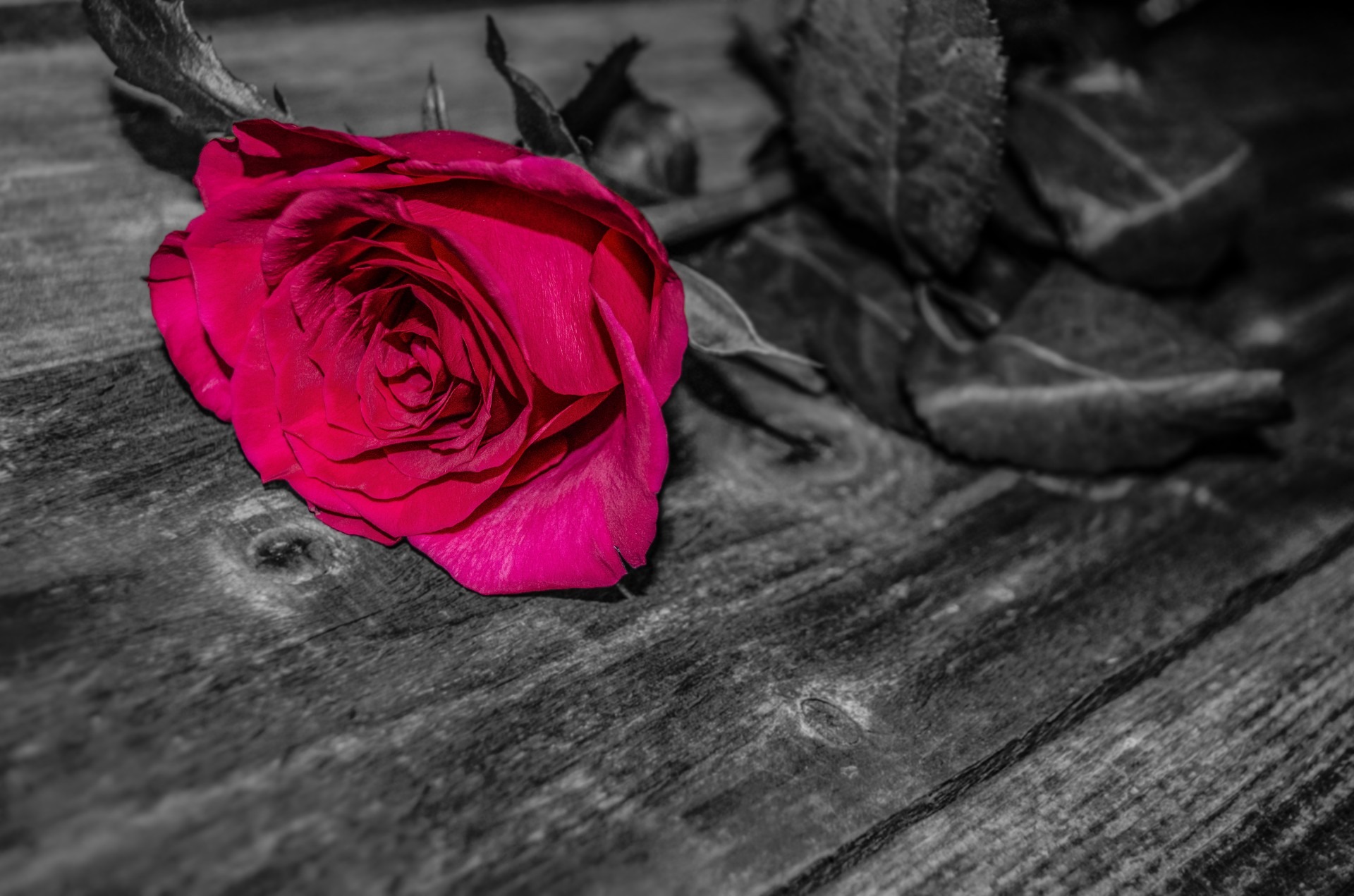 The Burgundian Consort: In Love And War