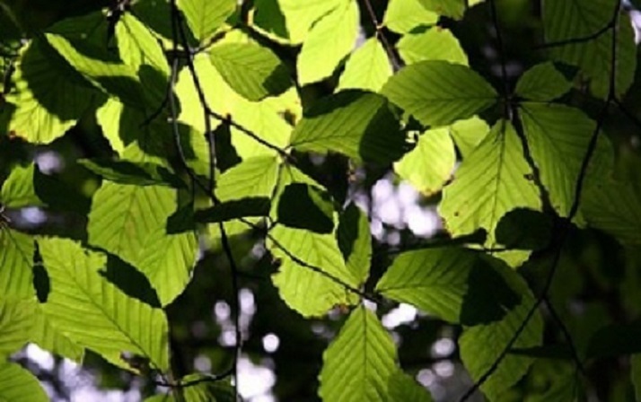 Dances Of Nature – The Australia Ensemble@UNSW