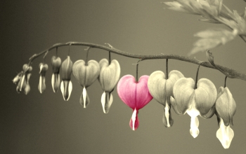 Choral Gems from Collegium Musicum And Burgundian Consort