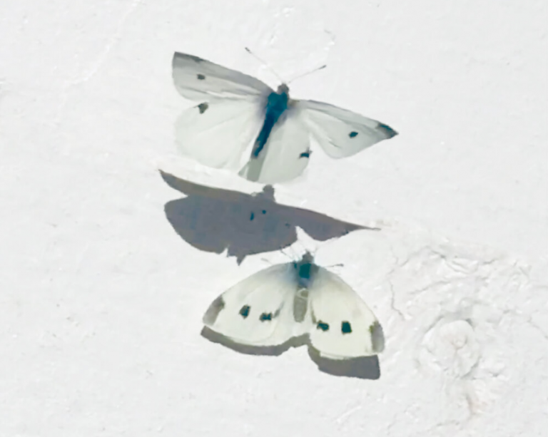 Album Review: Living/ Paul Cutlan String Project