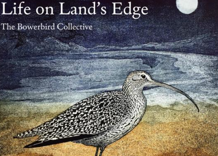 A New Release From Bowerbird Collective